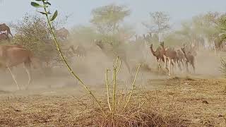 Camels Coming fast Running jumping Drinking water [upl. by Syxela656]