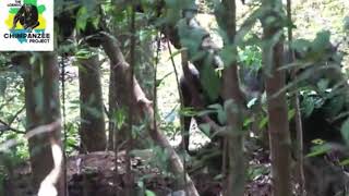 Chimpanzees attack female gorilla video [upl. by Nedrah]