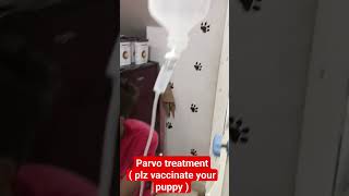 Parvo virus treatment in puppy youtubeshorts dog parvovirus parvo [upl. by Acile744]