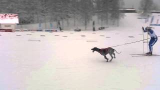 Draghund SM 2015 Örebro Damer A  hund [upl. by Danae]