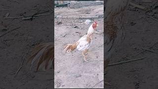 Beautiful Aseel Rooster breed Madari [upl. by Toft]