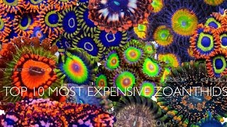 Top 10 Most Expensive Zoanthids  Fish School [upl. by Montagna]