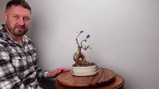 Ginseng Ficus Bonsai initial shaping [upl. by Ayenet]