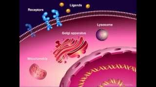 Introduction to Cancer Biology Part 1 Abnormal Signal Transduction [upl. by Yleen]