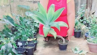 How to Prune Agate Attenuata Garden Plant plants garden [upl. by Dael]