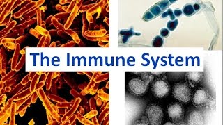 Immune System updated [upl. by Marna]