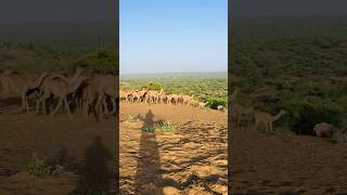 A large group of female camels running fastمجموعة كبيرة من إناث الجمال تجري بسرعة [upl. by Gyasi256]