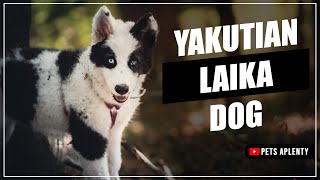 Yakutian Laika The Most Mysterious Dog in the World [upl. by Yuri486]