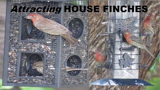 House Finch  Attract House Finches To Bird Feeder  How To Attract Birds To Your Feeder [upl. by Ayarahs]