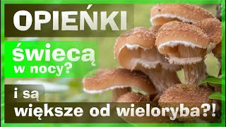 Opieńka Ciemna czy Miodowa Ciekawostki Wygląd Kiedy i Gdzie Rosną Grzyby Opieńki Atlas Grzybów [upl. by Inaniel724]