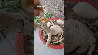 Use of turmeric as an antifungal powder for plants 🪴 gardening aadishkiduniya viralvideo shorts [upl. by Mieka]