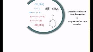 Reaction mechanism of aldolase [upl. by Yerroc]