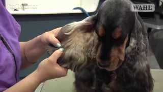 Grooming Guide  Cocker Spaniel  SalonPet Trim  Pro Groomer [upl. by Isman]