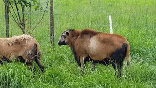 Barbados Blackbelly Sheep  Bush Creek Farm [upl. by Abramson705]