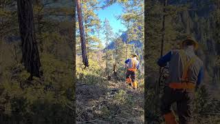 MIDWEEK RIPPA PORTED STIHL 026 PRO shortvideo shorts stihl firewood [upl. by Nrehtac]