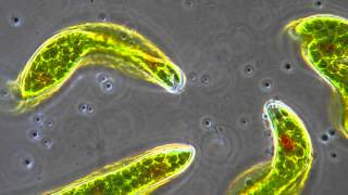 Euglena  Flagellum movement in phase contrast [upl. by Tarrel854]