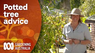 How to choose the right tree for successful container growing  Gardening 101  Gardening Australia [upl. by Lyrred]