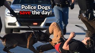 Ultimate Police K9 Takedowns 2024 [upl. by Onafets]