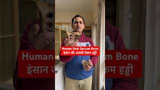 Human Real Sacrum Bone  इंसान की असली सेक्रम हड्डी shorts trending viral youtubeshorts short [upl. by Doy]