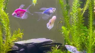 Glofish Tetras Platies Mollies and Male Halfmoon King Betta in Same Fish Tank 20 Gallons [upl. by Elleirb]