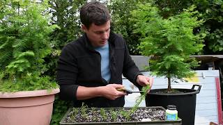 How To Propagate Dawn Redwood Trees With Cuttings Made Easy [upl. by Annawd]