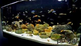 African Cichlids Aquarium  Lake Malawi [upl. by Eigger]