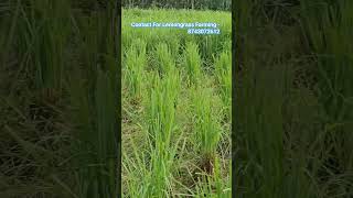 Lemongrass Farming  Cymbopogon citratus  shorts  Enviro Green FPO [upl. by Sandeep250]