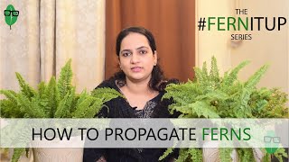 How to Propagate Ferns Easily  Fern Propagation  Fern Tips fernitup [upl. by Lennej]