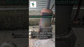 Mushroom Substrate Pasteurization Boiler Setup mushrooming mushroomcultivation [upl. by Sissie]