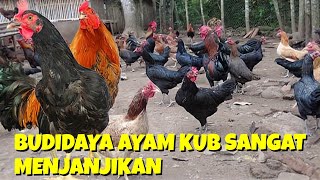 BUDIDAYA AYAM KUB ATAU AYAM KAMPUNG SANGAT MENJANJIKAN [upl. by Esya]