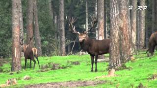 Brunftzeit beim Rotwild im Naturwildpark Granat [upl. by Sabu208]