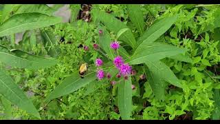 snowberry clearwing moths at NY ironweed [upl. by Adia]