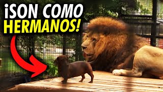 Las AMISTADES más lindas entre ANIMALES de DIFERENTES ESPECIES 🙀 [upl. by Neltiak]