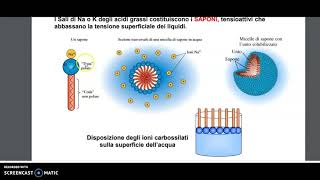 Acidi carbossilici [upl. by Goggin]