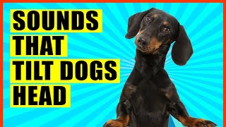 Sounds That Make Dogs Tilt Their Head GUARANTEED [upl. by Gridley]