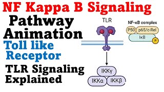 Nf kb pathway cell signaling pathway animation [upl. by Onstad]