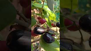 high yielding variety cotton Jamun short variety tree 70758584997095858499 call me plants [upl. by Annahpos]