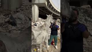 save the horses waiting to starve in the landfill  horse animalrescue lovehorses love help [upl. by Akeirahs]