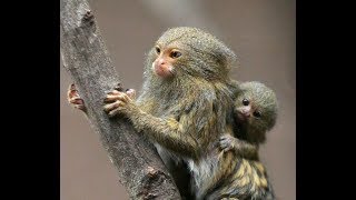 Pygmy Marmosets in the Wild [upl. by Ardnuas167]