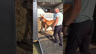 Horse ride in Van😮viralvideo shortvideo [upl. by Ondrea]