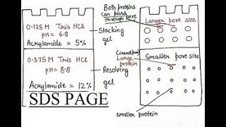 SDS PAGE  Sodium Dodecyl Sulfate  Polyacrylamide Gel Electrophoresis  For MSc [upl. by Sheelagh965]