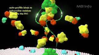 Formin mediated actin nucleation and filament assembly [upl. by Huang]