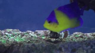 Marine Angelfish Tank 2010 [upl. by Krall]