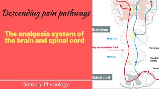 The pain suppression Analgesia system of the brain and spinal cord The descending pain pathway [upl. by Barimah]