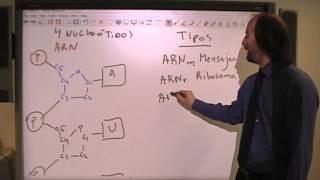 Acidos nucleicos ARN ADN1 [upl. by Ahsemaj]