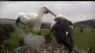 Storchennest Lindheim  WampW wieder live mit geänderter Kameraeinstellung  01082024 [upl. by Ayotl]