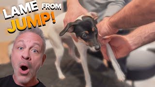 Puppy left LAME after BAD LANDING  gets Chiropractic HELP [upl. by Ilatfen]