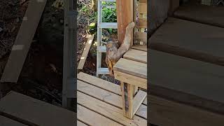 【4K】 Three Toed Sloth Crawls Skillfully On A Pillar  Honduras [upl. by Ajnin]