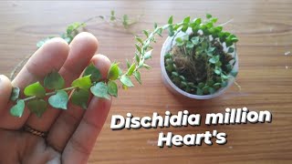 Dischidia Million heartsDischidia million hearts repottingd and carepotting mix [upl. by Aihppa19]