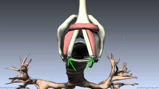 Larynx  Ligaments Membranes Vocal Cords  3D Anatomy Tutorial [upl. by Notwen]